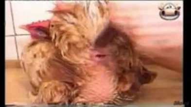 Трахают курицу