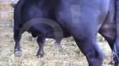 Бык производитель