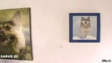 Сумашедший трах