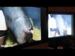 Мастурбация на зоотрах