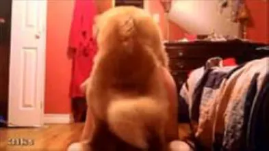 Марли трахнул зрелочку