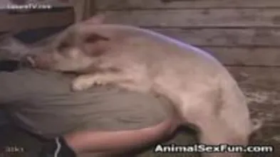 Боров натягивает пидорка