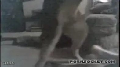 Домашний кинематограф -питомец и Катарина