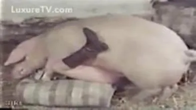 Кабанчик присунул старухе