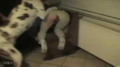 Обучение долматинца