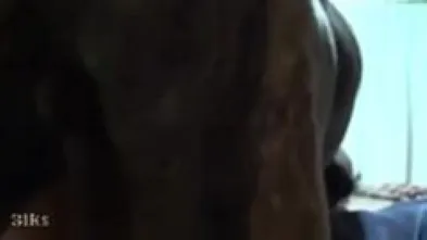 Дома с любимцем