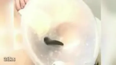 Китайский коктейль из угрей