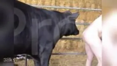 Бык - извращенец